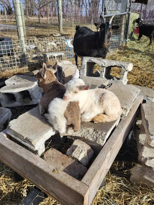 Nigerian Dwarf kids - Photo 2