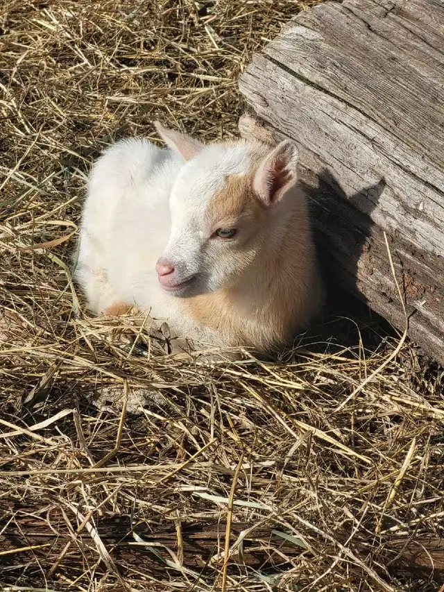 Nigerian Dwarf kids - Photo 3