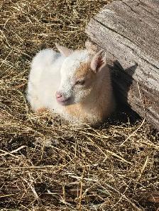 Nigerian Dwarf kids - Photo 3