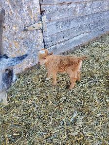 Nigerian Dwarf kids - Photo 4