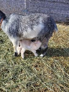 Nigerian Dwarf kids - Photo 5