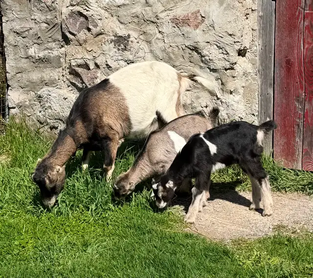 Purebred Lamancha Buckling Goats