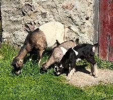 Purebred Lamancha Buckling Goats