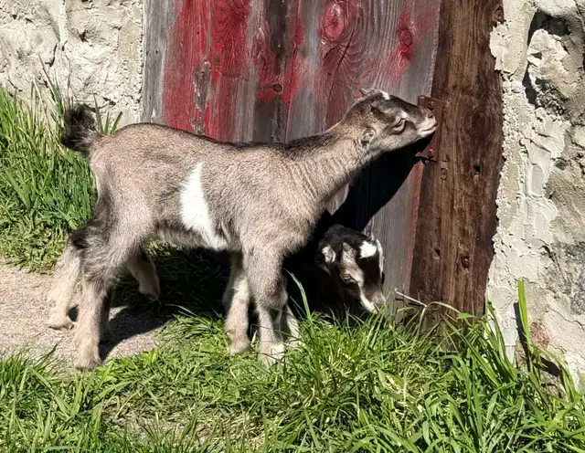 Purebred Lamancha Buckling Goats - Photo 2