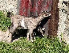 Purebred Lamancha Buckling Goats - Photo 2