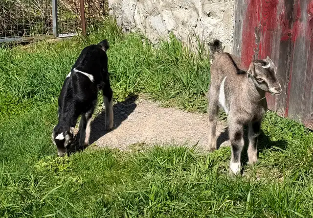 Purebred Lamancha Buckling Goats - Photo 3