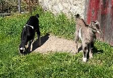 Purebred Lamancha Buckling Goats - Photo 3
