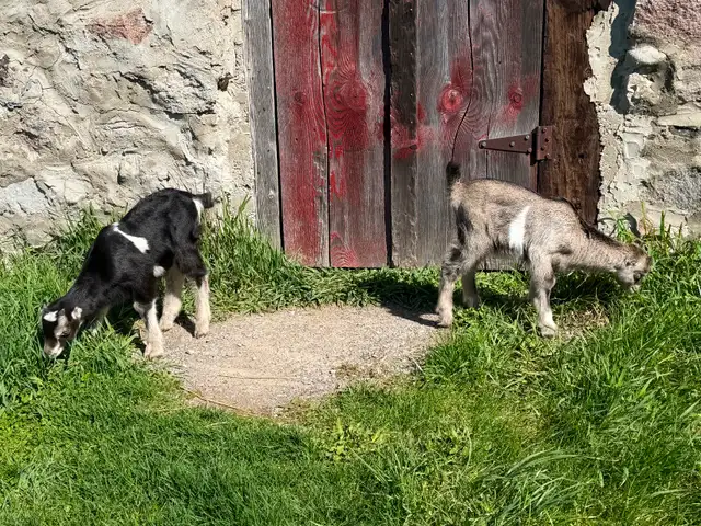 Purebred Lamancha Buckling Goats - Photo 4