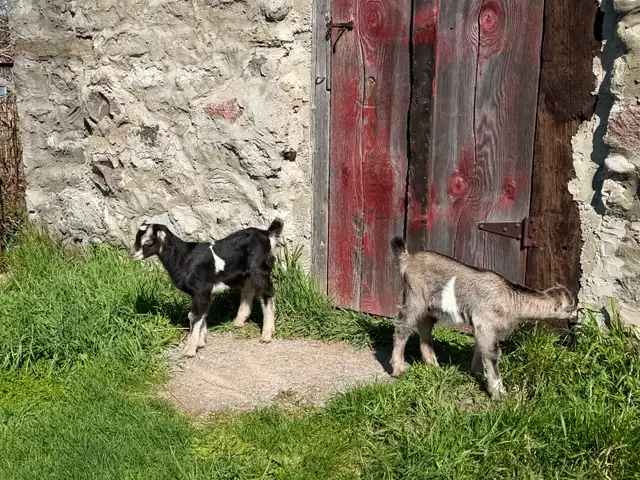 Purebred Lamancha Buckling Goats - Photo 5