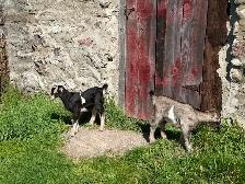 Purebred Lamancha Buckling Goats - Photo 5