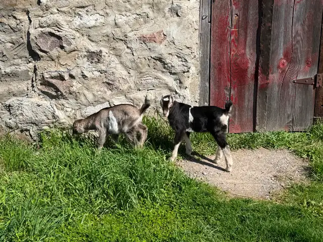 Purebred Lamancha Buckling Goats - Photo 6
