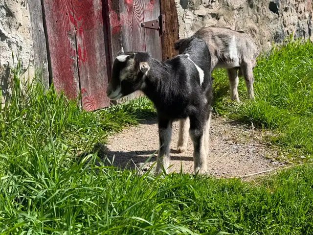Purebred Lamancha Buckling Goats - Photo 7