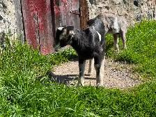 Purebred Lamancha Buckling Goats - Photo 7