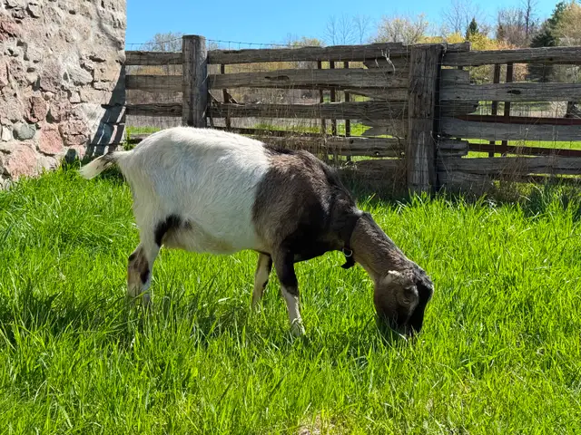 Purebred Lamancha Buckling Goats - Photo 8