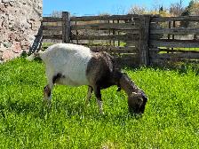 Purebred Lamancha Buckling Goats - Photo 8