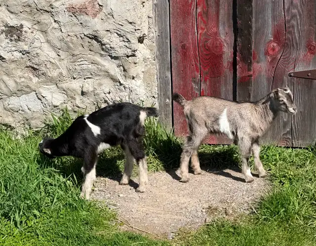 Purebred Lamancha Buckling Goats - Photo 9