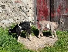 Purebred Lamancha Buckling Goats - Photo 9