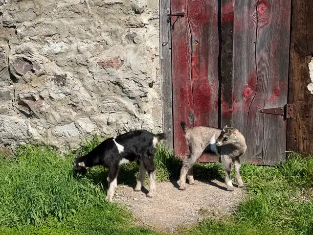 Purebred Lamancha Buckling Goats - Photo 10