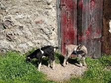 Purebred Lamancha Buckling Goats - Photo 10