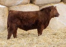Black and Red Angus bulls for sale