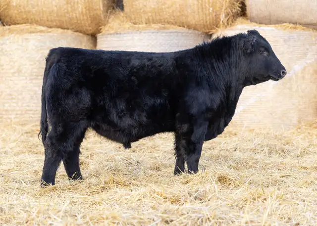 Black and Red Angus bulls for sale - Photo 2
