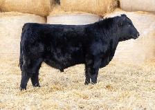 Black and Red Angus bulls for sale - Photo 2