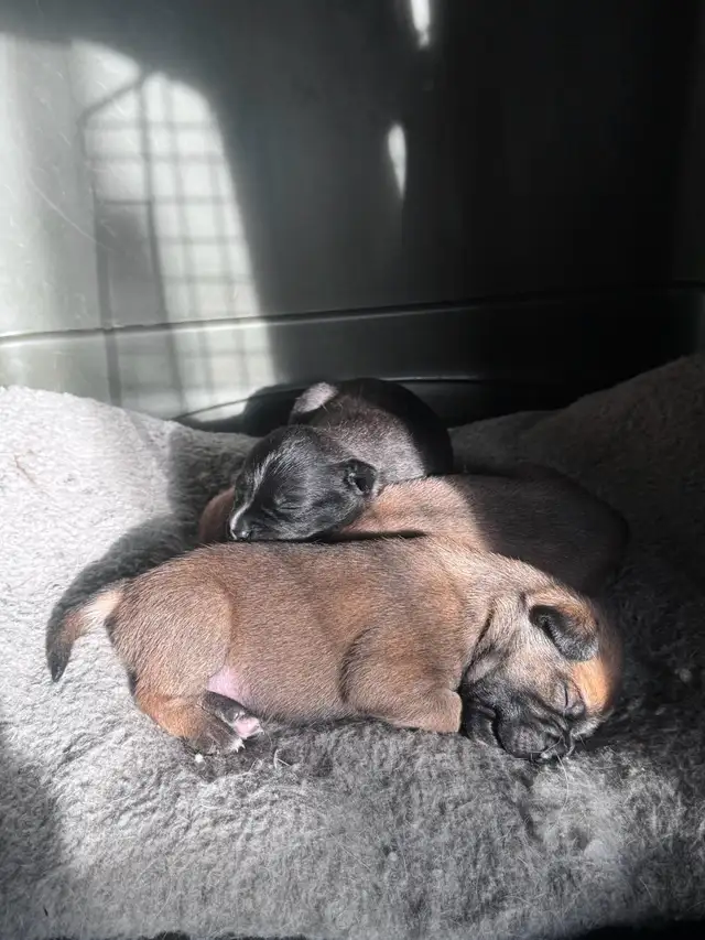 Puppies for new homes