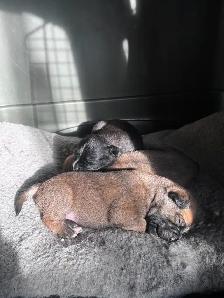 Puppies for new homes