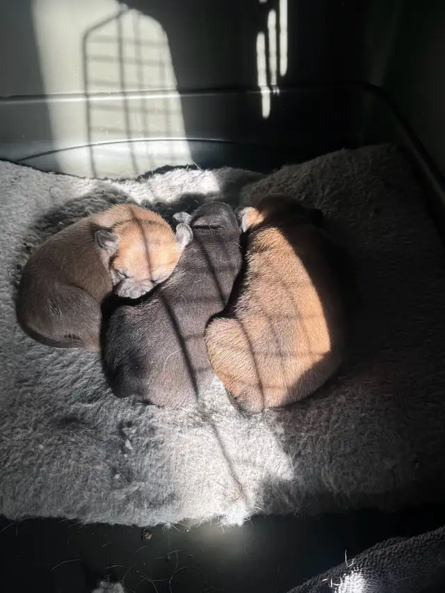 Puppies for new homes - Photo 2