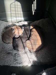 Puppies for new homes - Photo 2