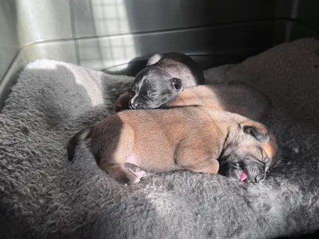 Puppies for new homes - Photo 3