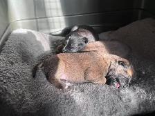Puppies for new homes - Photo 3
