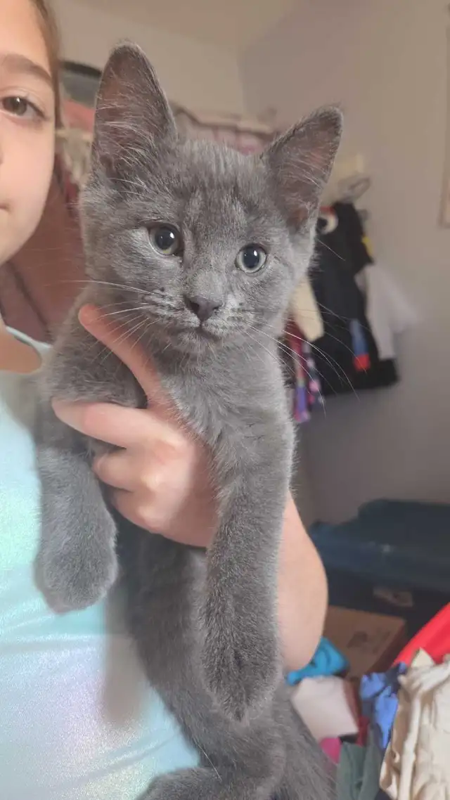 Russian Blue