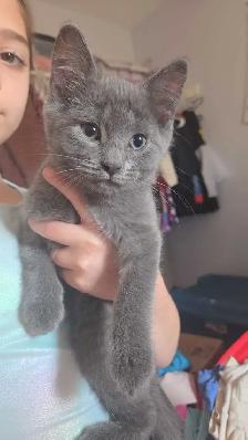 Russian Blue