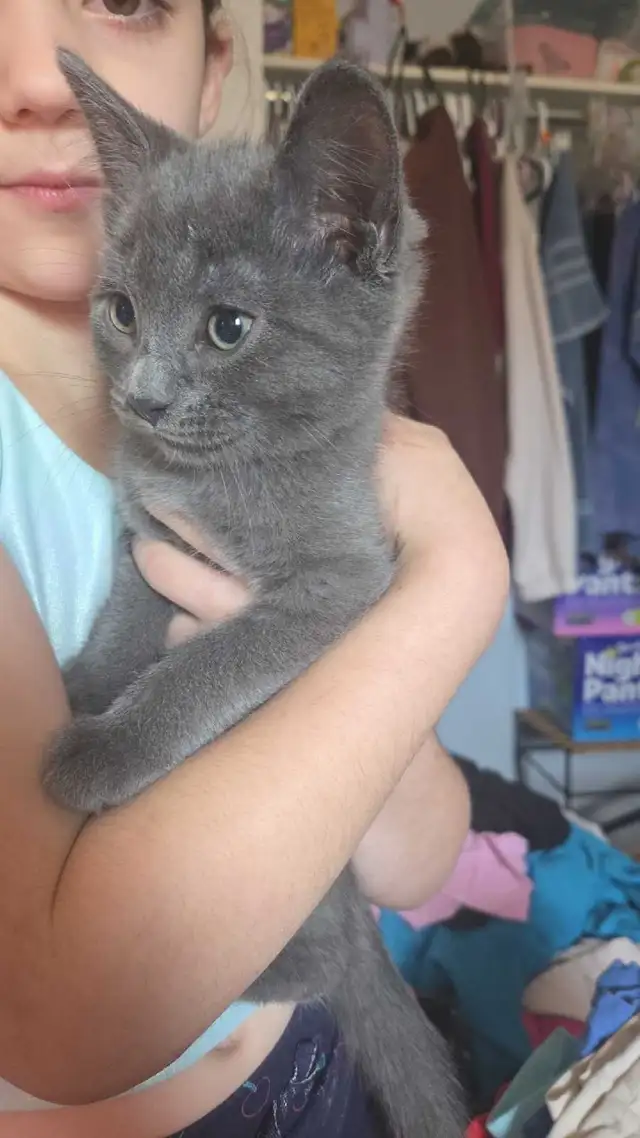 Russian Blue - Photo 2
