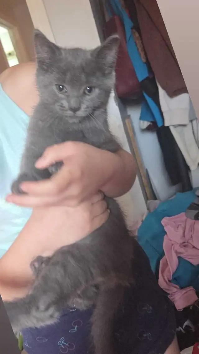 Russian Blue - Photo 3