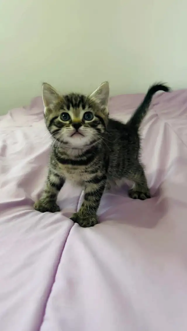 Male and female kittens