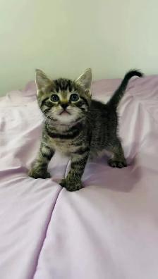 Male and female kittens