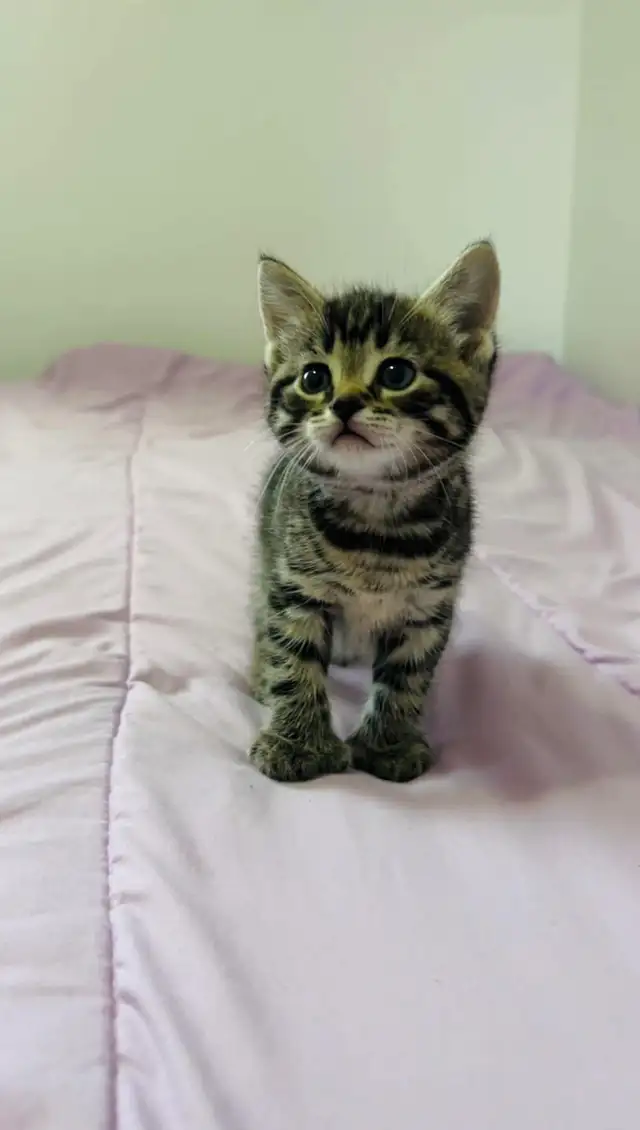 Male and female kittens - Photo 2