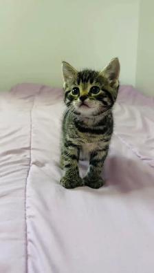 Male and female kittens - Photo 2