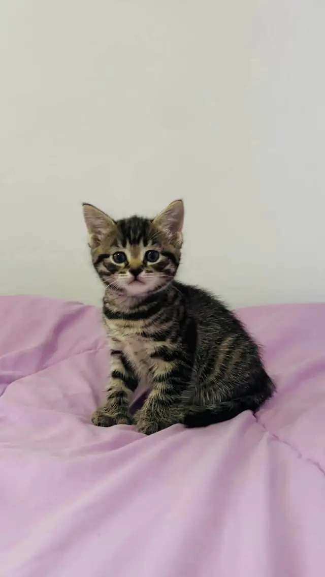 Male and female kittens - Photo 3