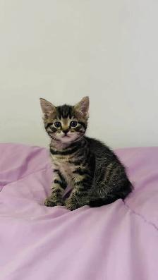 Male and female kittens - Photo 3