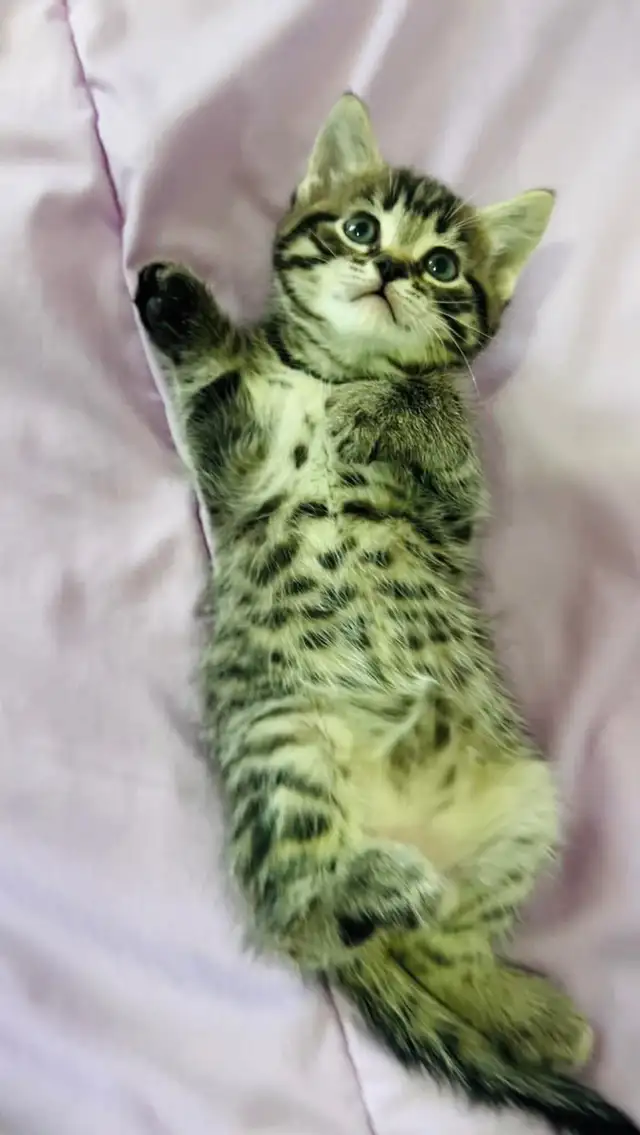 Male and female kittens - Photo 4