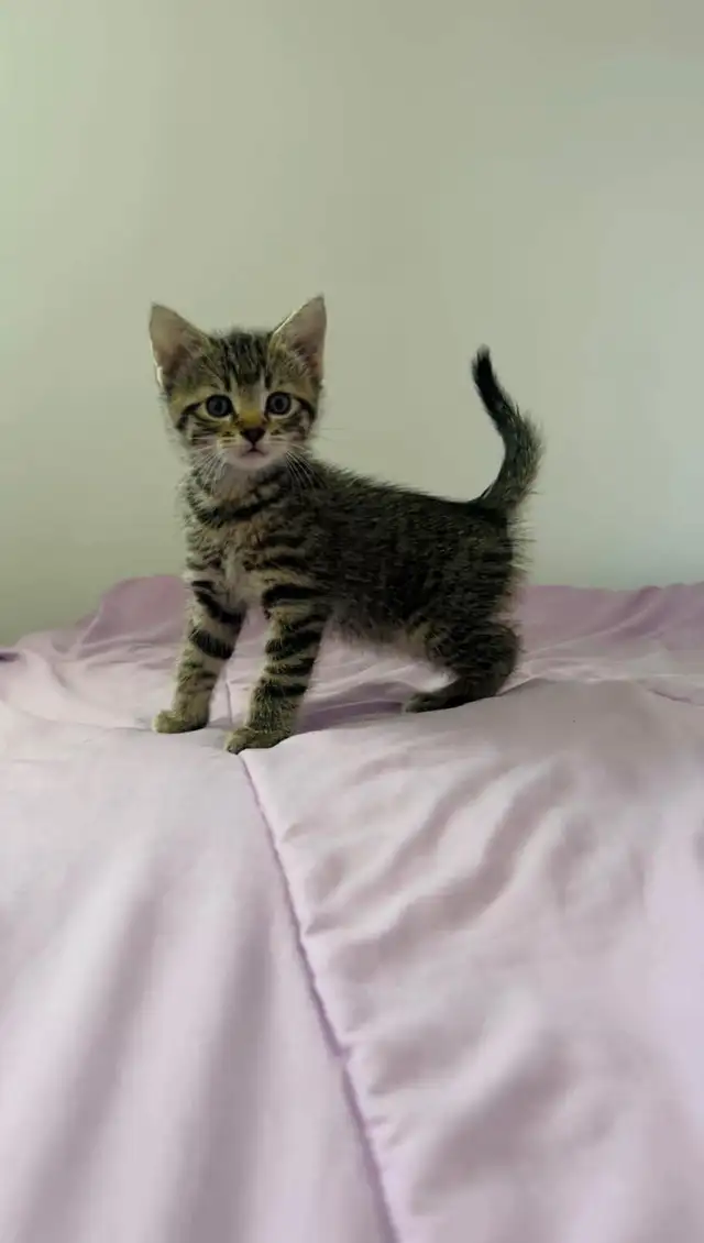 Male and female kittens - Photo 5