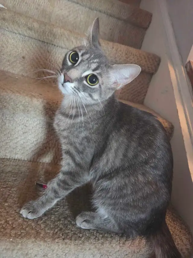 Barn Rescues In Need of a ❤️ Forever Home