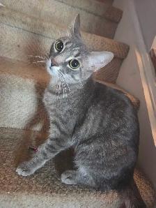 Barn Rescues In Need of a ❤️ Forever Home