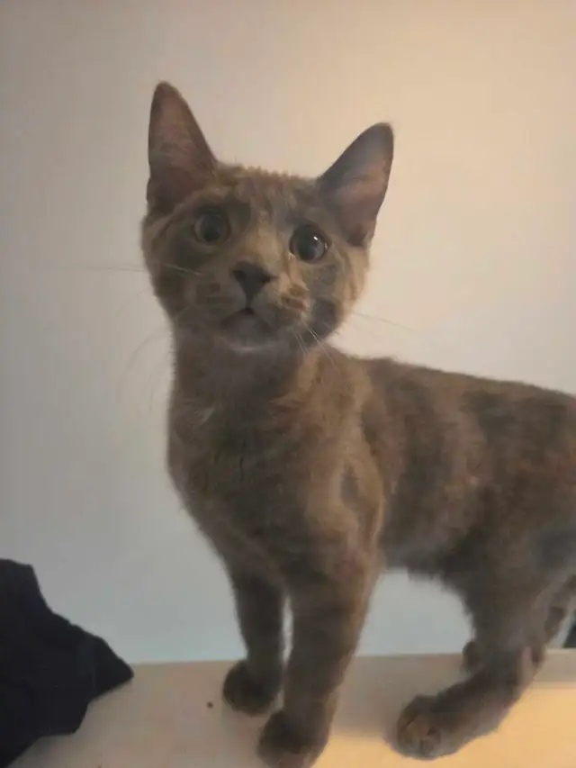 Barn Rescues In Need of a ❤️ Forever Home - Photo 2