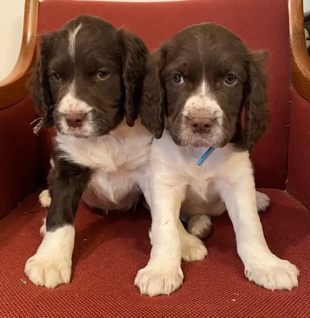 Springer Spaniel Puppies For Sale