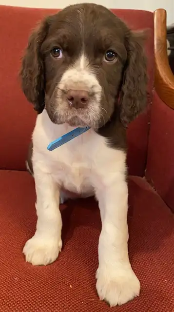 Springer Spaniel Puppies For Sale - Photo 2