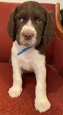 Springer Spaniel Puppies For Sale - Photo 2